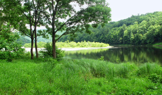 peaceful view of green trees on Delaware River sun reflecting on river surrounded by trees Indian Head Canoeing Rafting Kayaking Tubing Delaware River