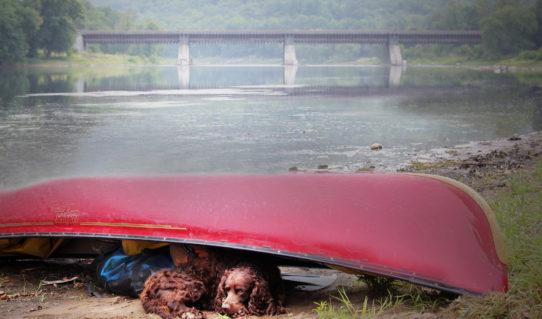 dog relaxing near canoe after the river trip Indian Head Canoeing Rafting Kayaking Tubing Delaware River