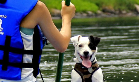 cute dog in raft on Delaware River Indian Head Canoeing Rafting Kayaking Tubing Delaware River