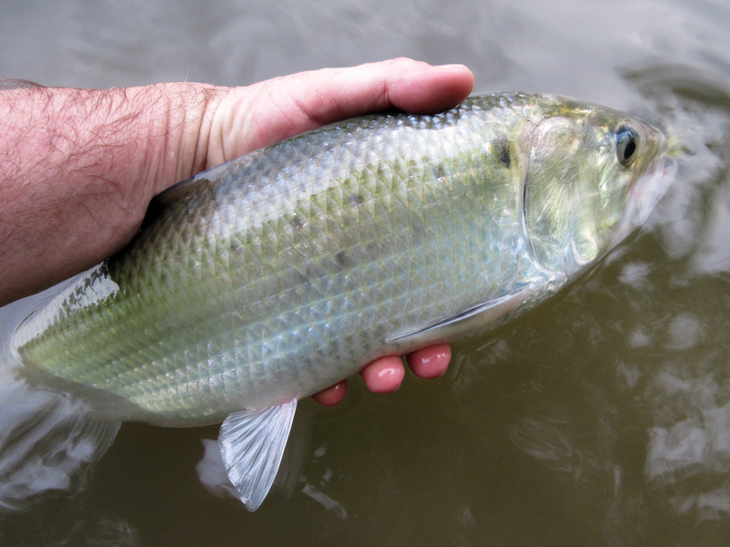 shad fish caught in the Delaware River